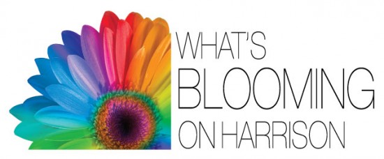 What's Blooming On Harrison 2017 - Call For Artists