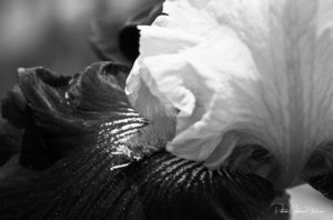 Iris Black and white