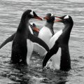 Animal Kingdom (Online Photography Competition) – Call For Artists