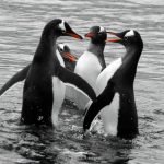 Animal Kingdom (Online Photography Competition) – Call For Artists