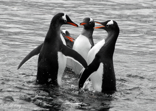 Animal Kingdom (Online Photography Competition) – Call For Artists